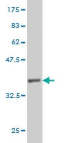 Monoclonal Anti-PTGES2 antibody produced in mouse