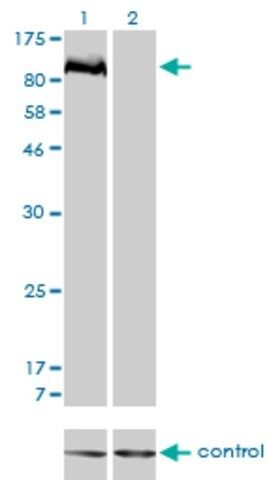 Monoclonal Anti-PTPN22 antibody produced in mouse