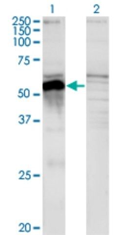 Monoclonal Anti-POU3F2 antibody produced in mouse