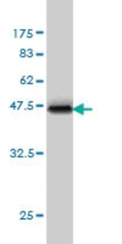 Monoclonal Anti-TNFSF12 antibody produced in mouse