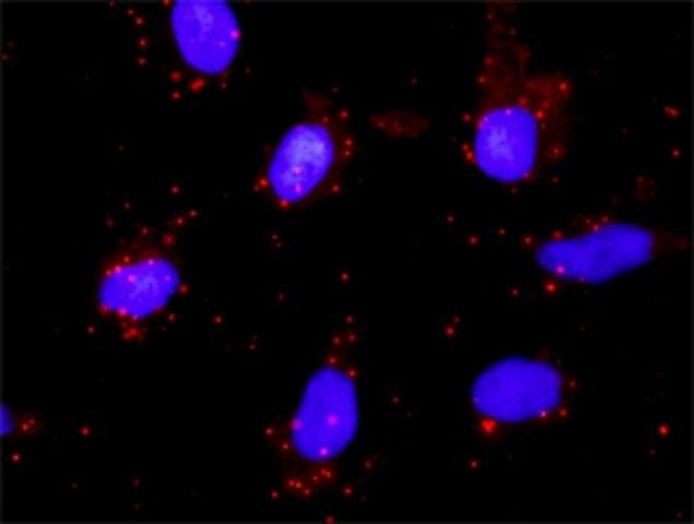 Monoclonal Anti-PTK2 antibody produced in mouse