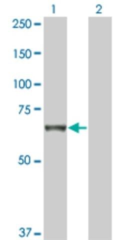 Monoclonal Anti-TNIK antibody produced in mouse