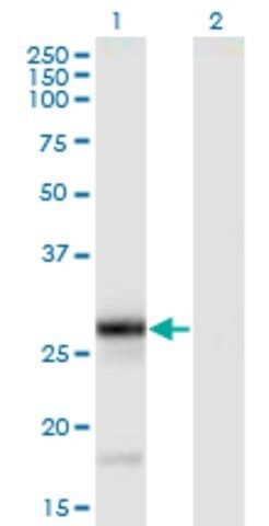 Monoclonal Anti-TNFSF9 antibody produced in mouse