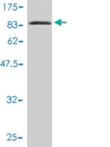 Monoclonal Anti-L3MBTL4 antibody produced in mouse