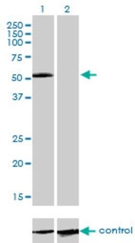 Monoclonal Anti-IL13RA2 antibody produced in mouse