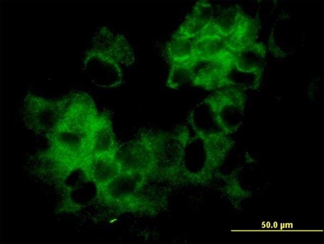 Monoclonal Anti-KRTHA3B antibody produced in mouse