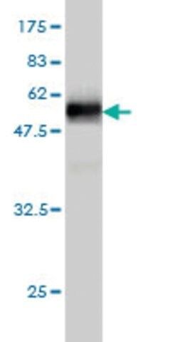 Monoclonal Anti-HS1BP3 antibody produced in mouse