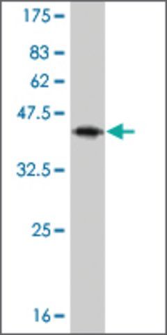 Monoclonal Anti-IL13 antibody produced in mouse