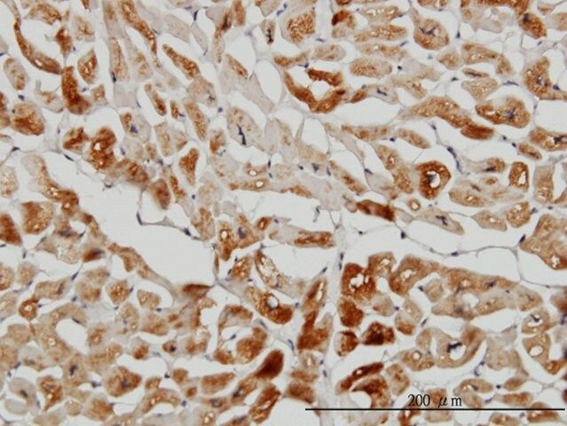 Monoclonal Anti-HSPB7 antibody produced in mouse