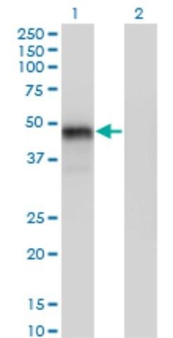 Monoclonal Anti-GATA3 antibody produced in mouse