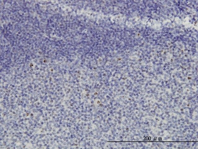 Monoclonal Anti-HSPC111 antibody produced in mouse