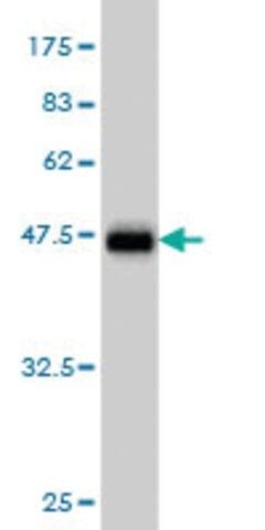 Monoclonal Anti-LMO2 antibody produced in mouse