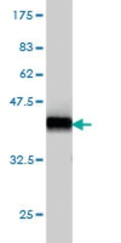 Monoclonal Anti-LNX2 antibody produced in mouse