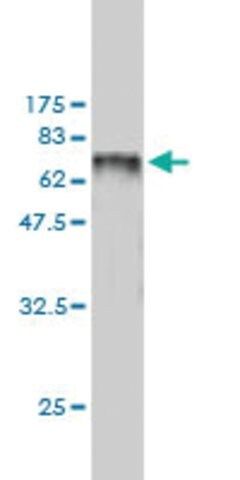 Monoclonal Anti-SNX25 antibody produced in mouse