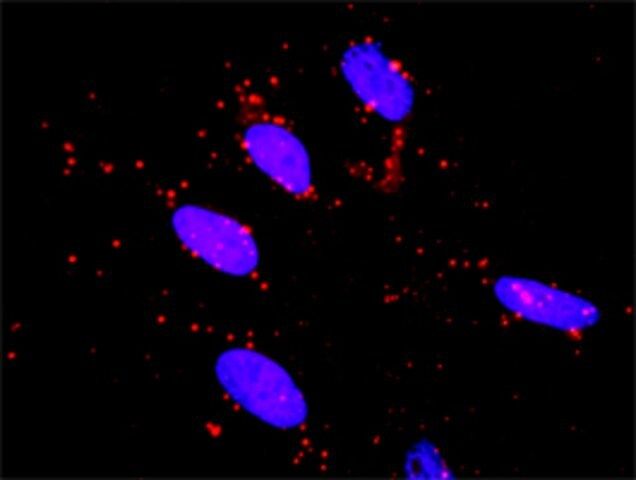 Monoclonal Anti-RET antibody produced in mouse