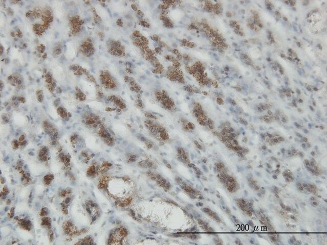 Monoclonal Anti-RASEF antibody produced in mouse