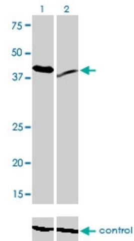 Monoclonal Anti-RAD23A antibody produced in mouse