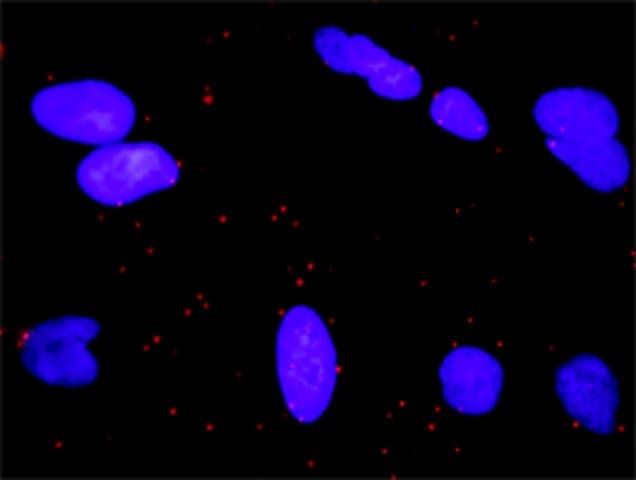 Monoclonal Anti-RALGDS antibody produced in mouse