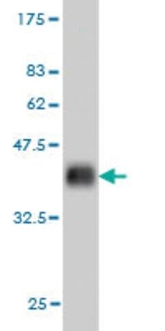 Monoclonal Anti-RBAK antibody produced in mouse