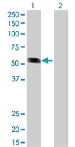 Monoclonal Anti-RING1 antibody produced in mouse