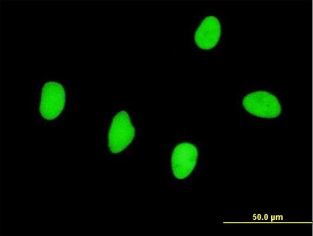 Monoclonal Anti-RBMS2 antibody produced in mouse