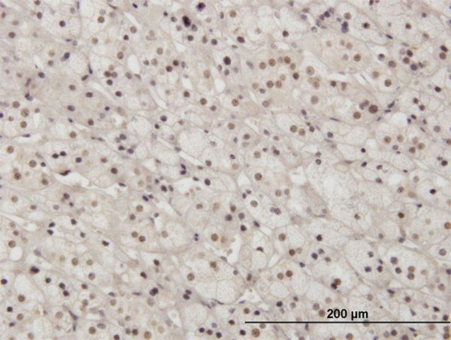 Monoclonal Anti-PAX2 antibody produced in mouse