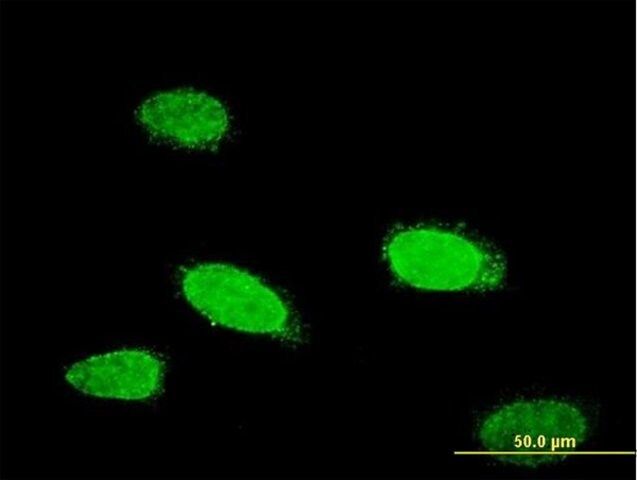 Monoclonal Anti-TCFL5 antibody produced in mouse