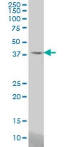 Monoclonal Anti-STAC antibody produced in mouse