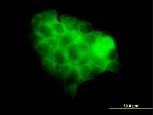 Monoclonal Anti-STAT2 antibody produced in mouse