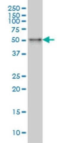 Monoclonal Anti-SNX4 antibody produced in mouse