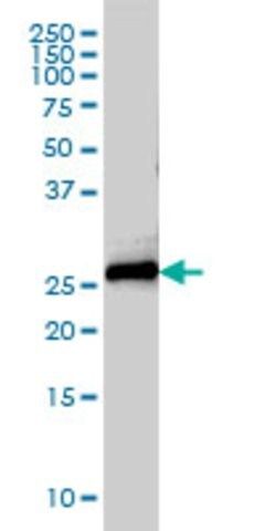 Monoclonal Anti-STX8 antibody produced in mouse