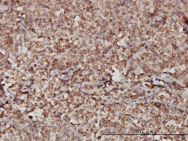 Monoclonal Anti-STIM1 antibody produced in mouse