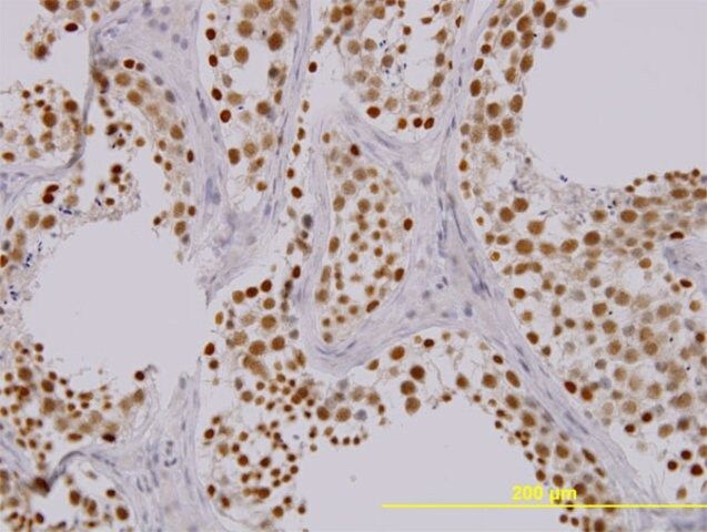 Monoclonal Anti-TAOK1 antibody produced in mouse