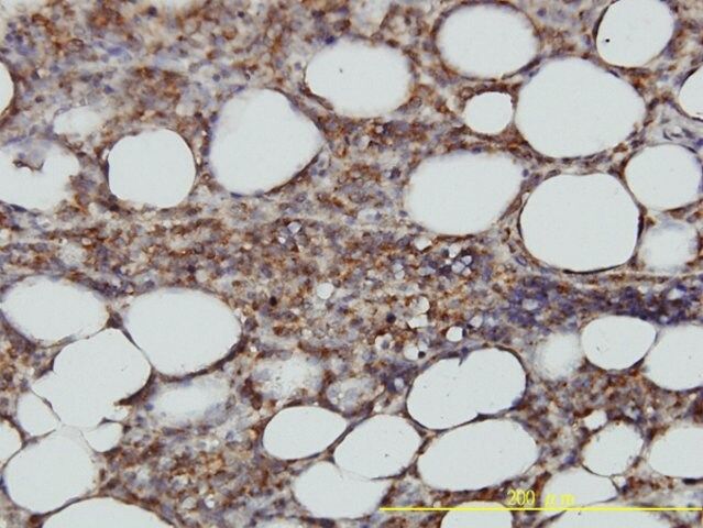 Monoclonal Anti-STX6 antibody produced in mouse