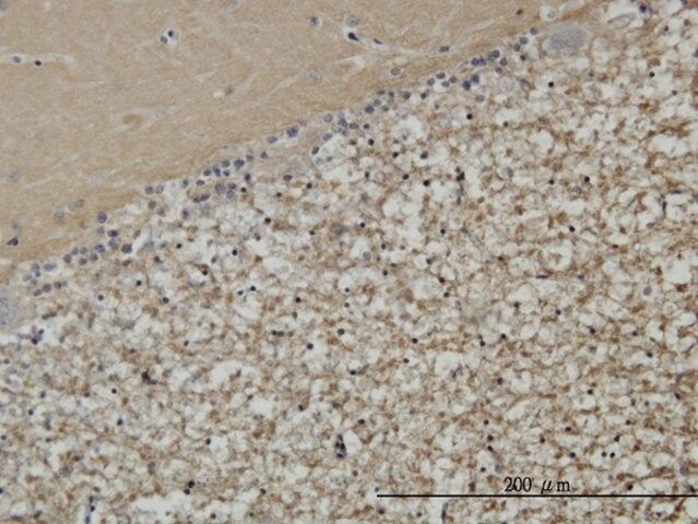 Monoclonal Anti-STXBP1 antibody produced in mouse