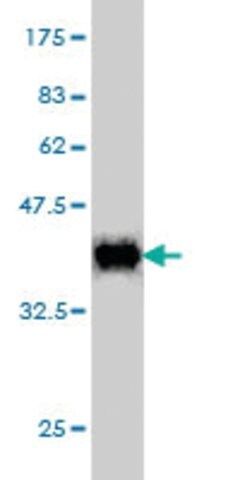 Monoclonal Anti-POLR2I antibody produced in mouse