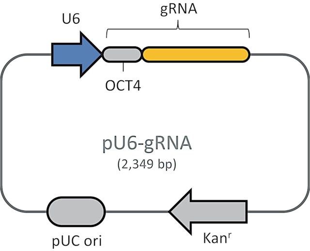 CRISPR Activator Human Oct4 Positive Control Plasmid