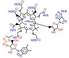 Coenzyme B12