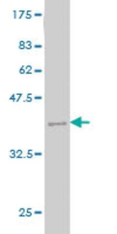 Monoclonal Anti-MTHFS antibody produced in mouse