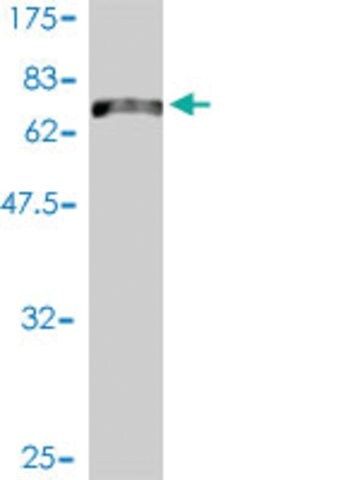 Monoclonal Anti-KCNF1 antibody produced in mouse