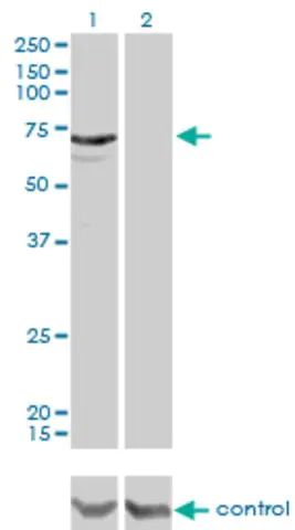 Monoclonal Anti-MYLK2 antibody produced in mouse