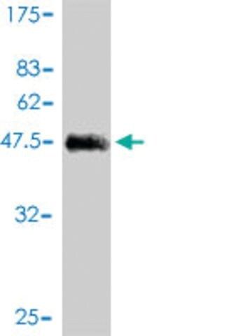 Monoclonal Anti-KCNE4 antibody produced in mouse