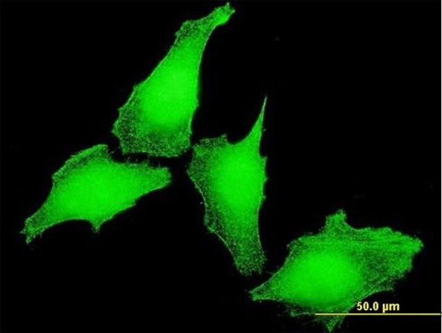 Monoclonal Anti-KCNIP4 antibody produced in mouse