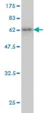 Monoclonal Anti-KCTD9 antibody produced in mouse