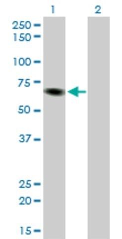 Monoclonal Anti-ITPKB antibody produced in mouse