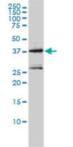 Monoclonal Anti-MAGEA2 antibody produced in mouse