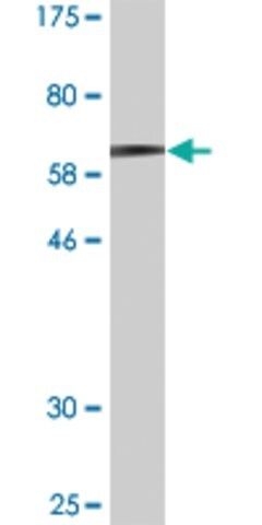 Monoclonal Anti-MAGEA11 antibody produced in mouse