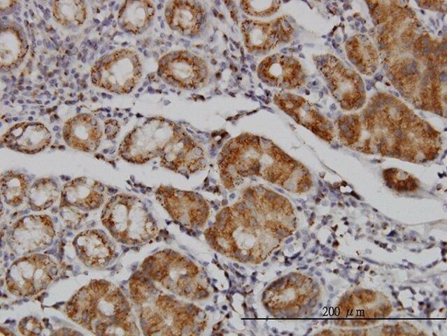 Monoclonal Anti-MAN1B1 antibody produced in mouse