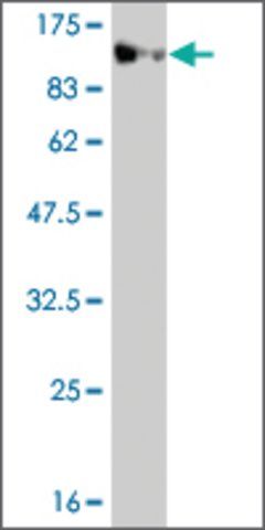 Monoclonal Anti-MASTL antibody produced in mouse