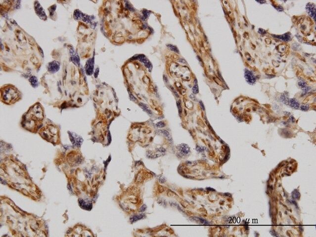 Monoclonal Anti-MAPK3 antibody produced in mouse